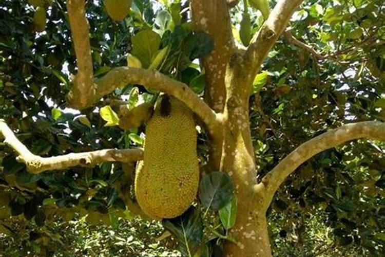 菠萝蜜树在湖南零下两度可以种植吗？