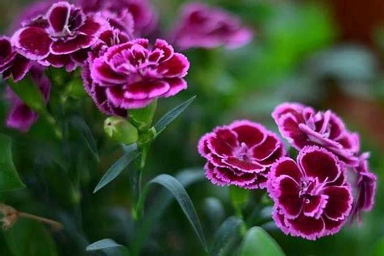 桔梗种子种植方法