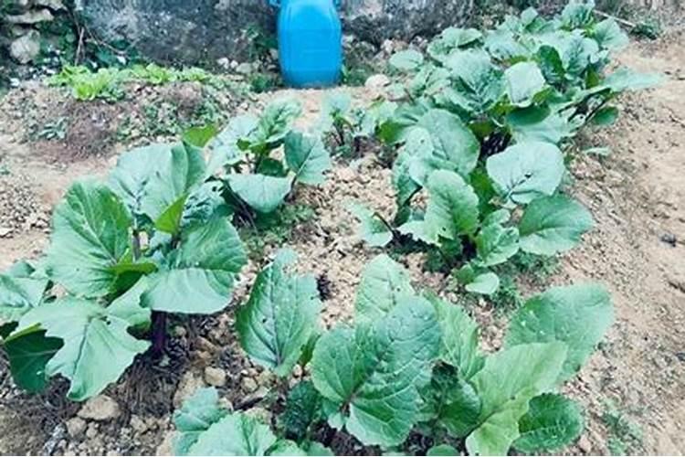 颗粒板和密度板哪个好