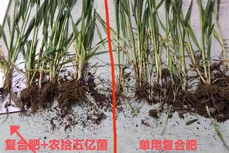 种小麦可以用菌肥吗？