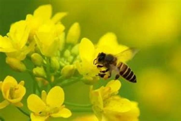 云南千州生物有机肥有限公司怎么样？