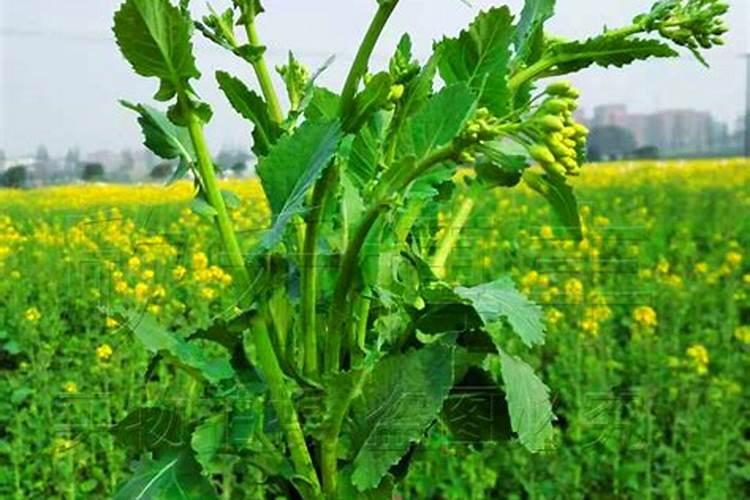 自己家做做:卤制品三巨头大幅关店,网友吐槽吃不起