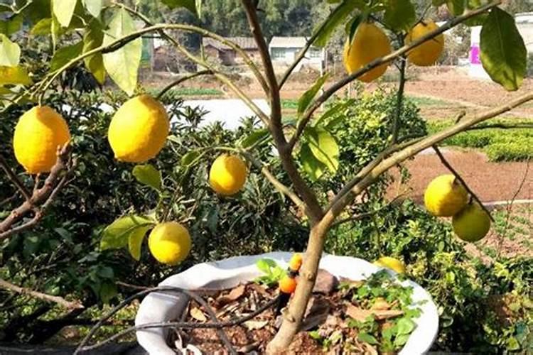 柠檬打什么叶面肥效果好 使用周期多少