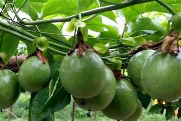 农家肥中有那些元素 农家肥含有的元素简述