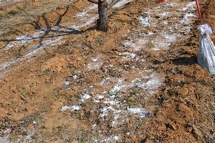 思诺思药物过量