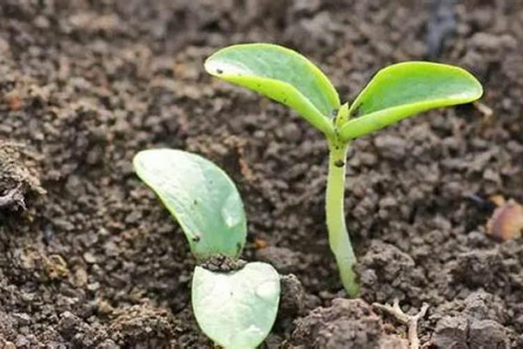 种过南瓜的种打瓜如何