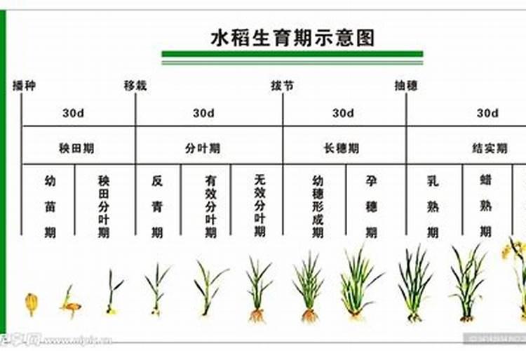 平安树换盆后多久可以施肥？