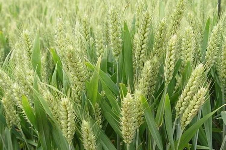 沃柑全年打药施肥方案及流程