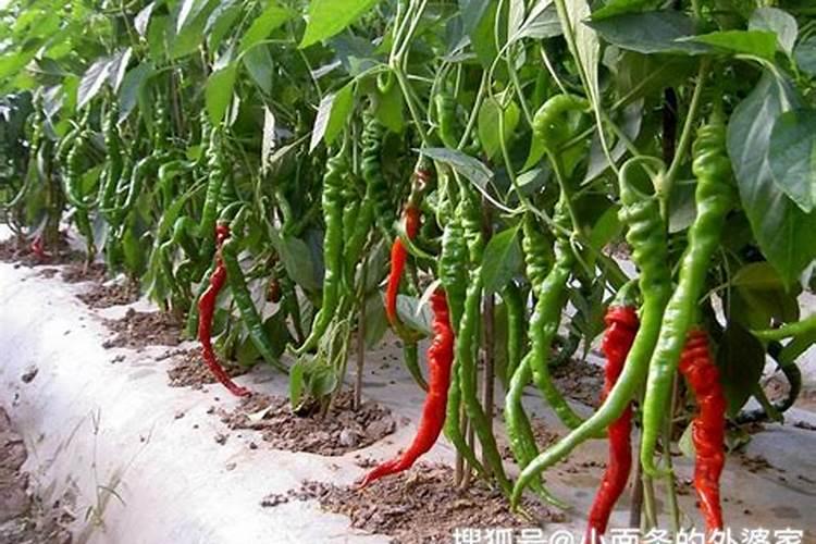 辣椒幼苗什么时候施肥