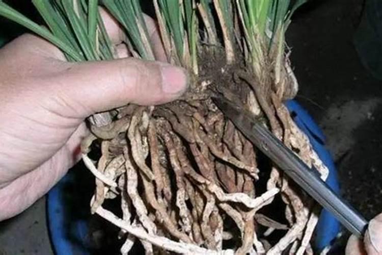 什么叶面肥可以叶片增厚;什么叶面肥可以生根