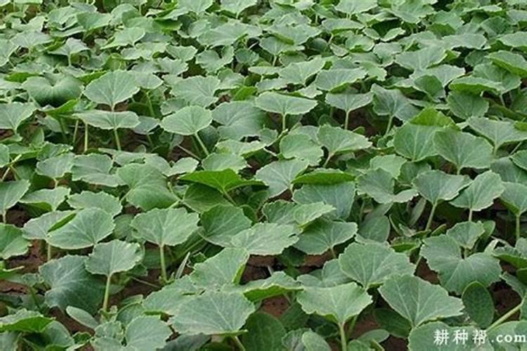 大豆叶面肥可以用于南瓜吗？