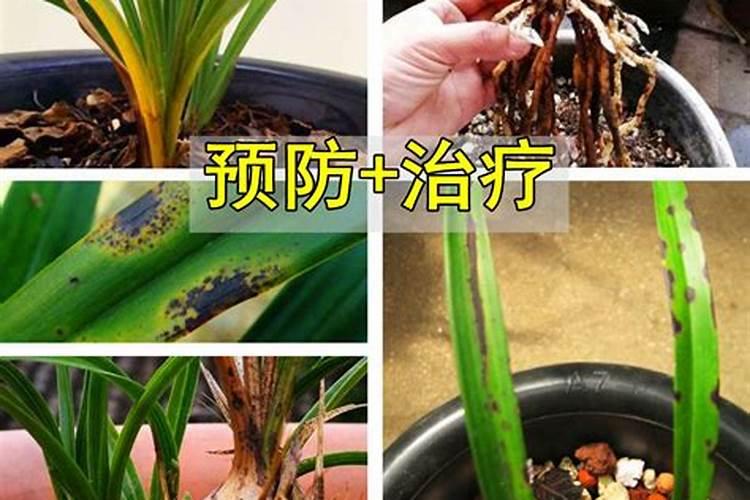 兰花防两腐用什么药好