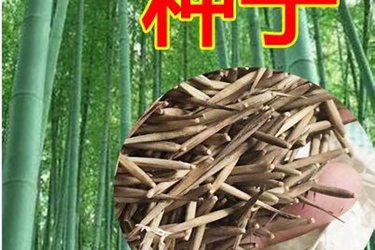 毛竹怎样施肥