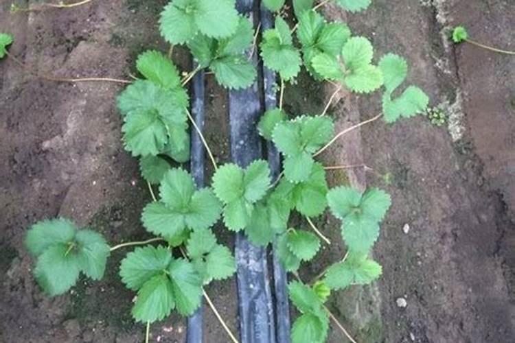 钾有什么作用？“缺钾”有什么信号？什么时候需要补钾？