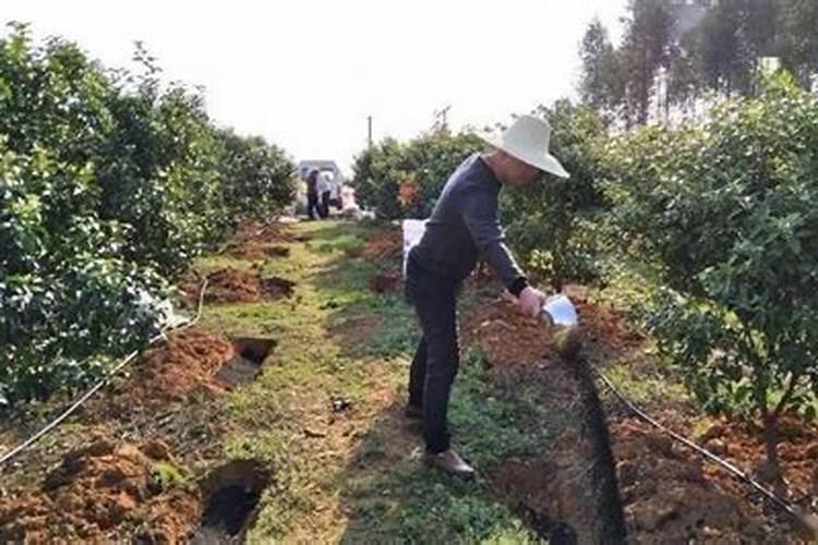 柑橘怎样剪枝及施肥