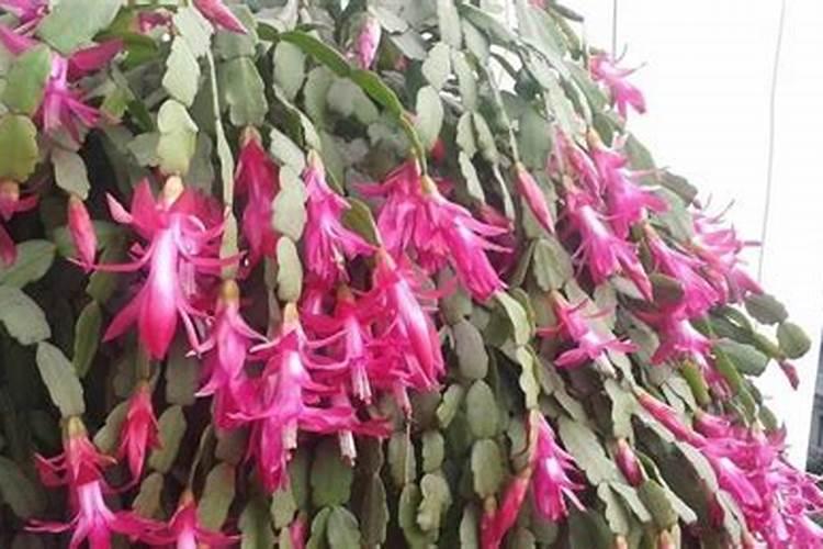 青岛苏贝尔作物营养有限公司怎么样