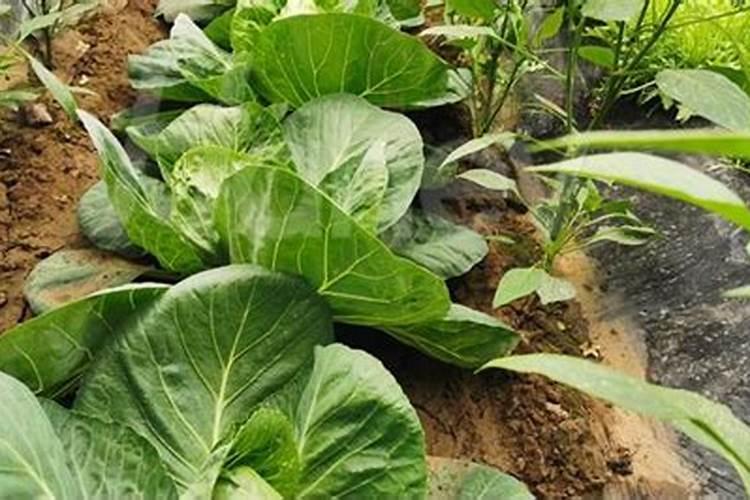 宁夏鲁西化工化肥有限公司的公司简介