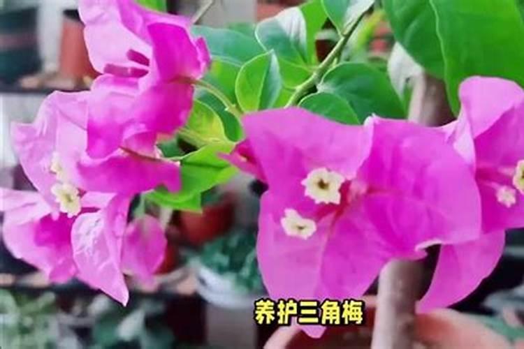 辣椒含有什么营养成分？
