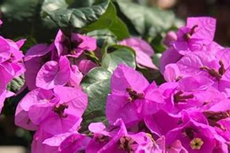 高钾水溶肥用手摸了后手上显蓝色,是真货吗