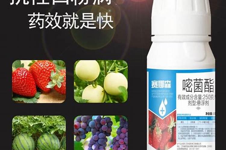 草莓疫病用什么药最好