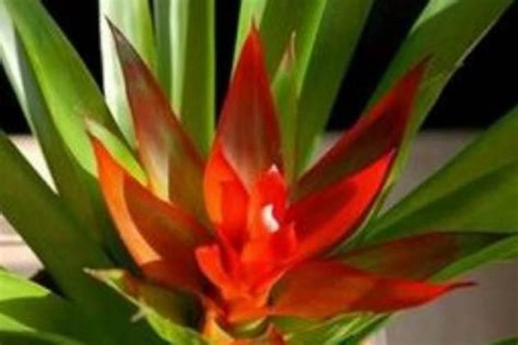 鸿运当头花喜阴还是喜阳