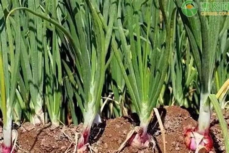 肥水膏EM菌小球藻能一起用吗？