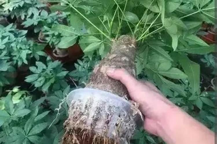 中国十大最好水溶肥