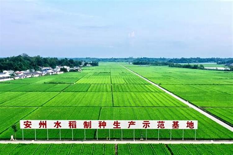 四川京朋美康农业科技有限公司怎么样？