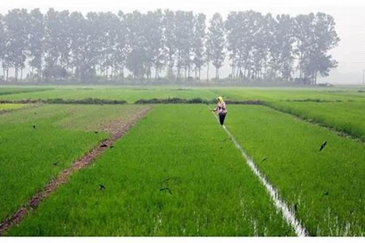 什么天气施肥最好？