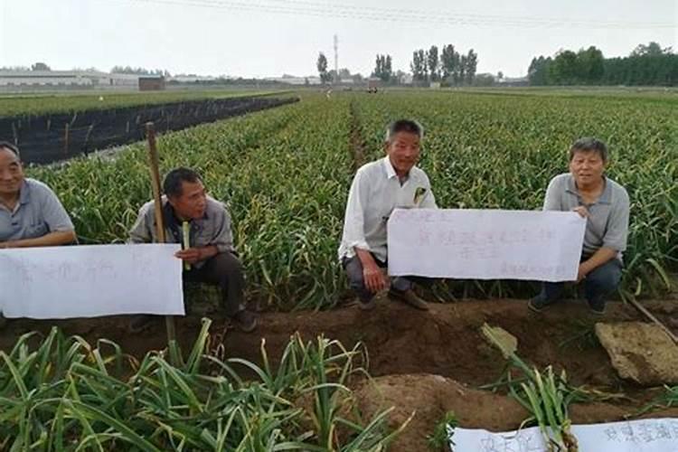 葫芦追肥用什么肥料 施肥后如何养护