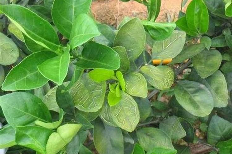 硼肥在促进植物健康方面发挥了哪些作用？