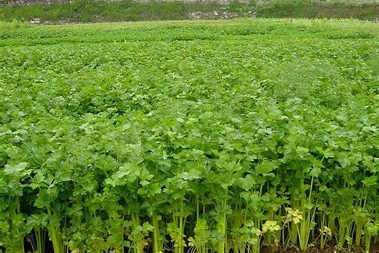 用大棚长水芹菜要挖多深的池
