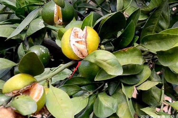 农用微量元素什么牌子的好