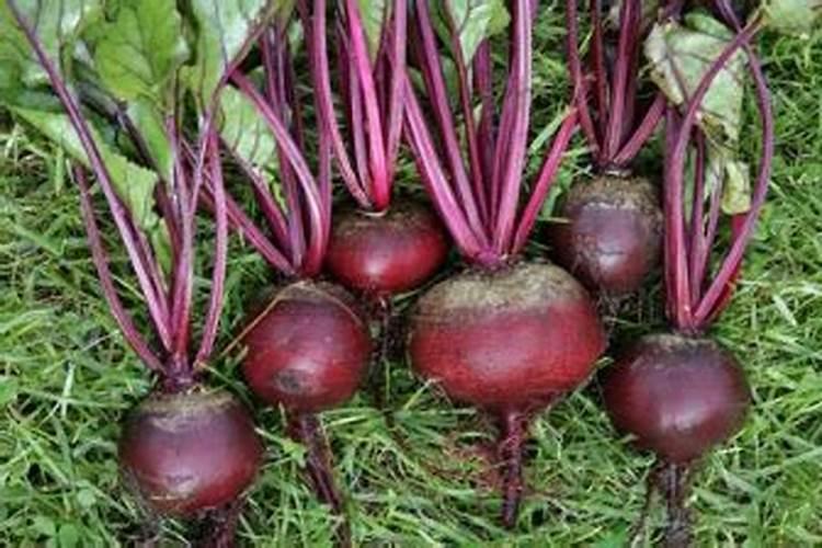 怎样根据甜菜需肥特点进行施肥？