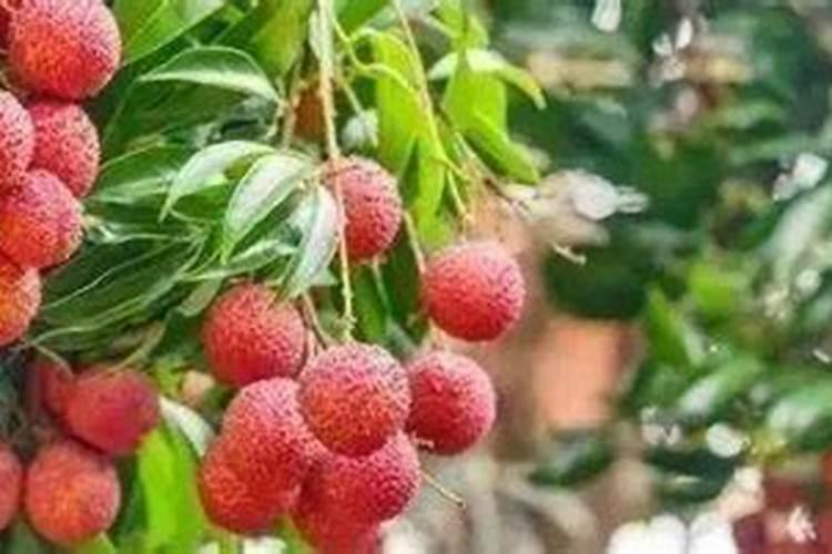 百香果可以用尿素肥吗？