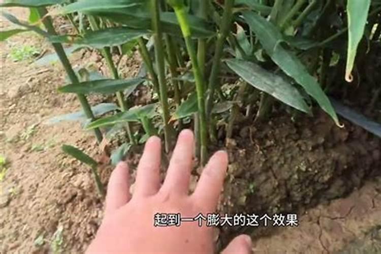 大姜用几次黄腐酸钾？