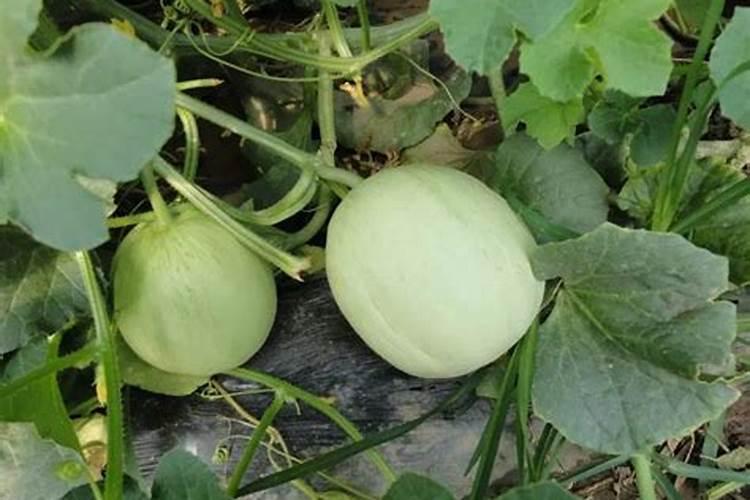 钾肥和氨肥 磷肥怎么区别