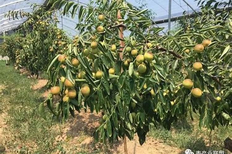 冬枣树什么时候施肥好？