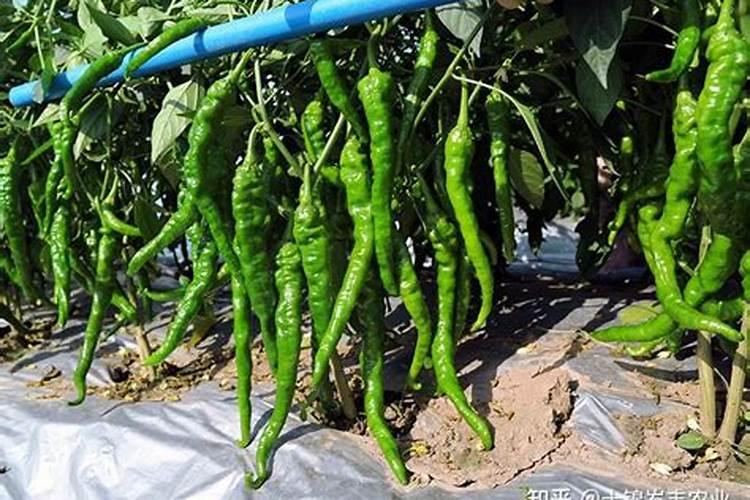 辣椒种植多久施肥不烧根