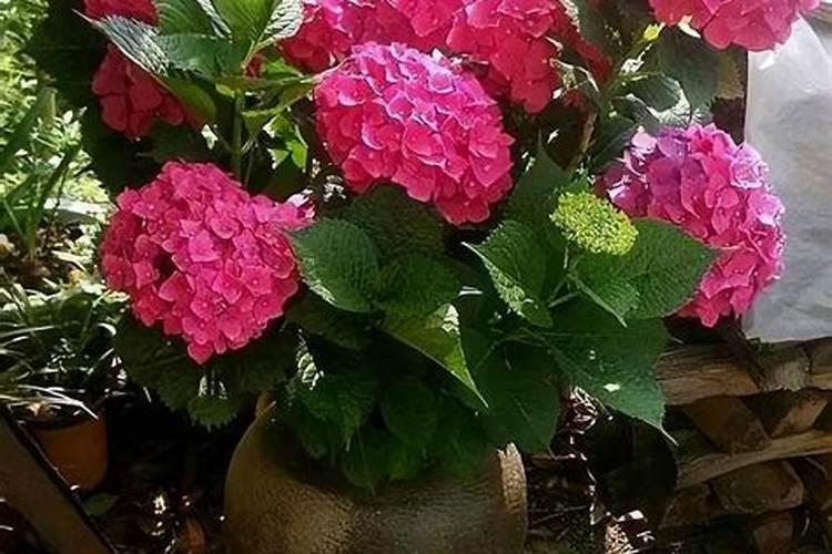 过期小米还能干什么