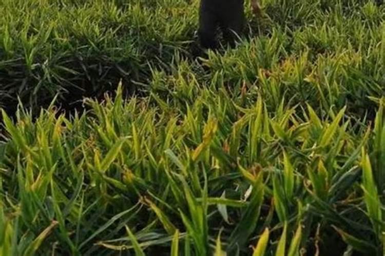 噻虫嗪加高效氯氰菊酯加含氨基酸水溶肥料加芸苔素内酯可以吗