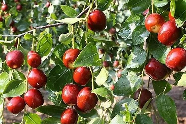 硝酸钙和糖醇钙哪个喷施容易被果树吸收？