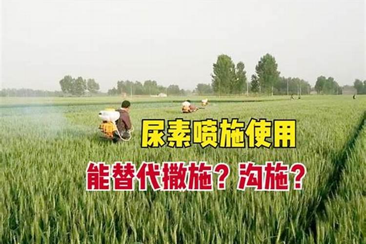 小麦追施尿素什么时候最好