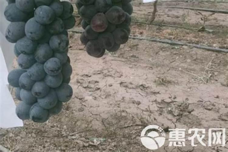 巨丰葡萄用什么样的肥料红的快些呢
