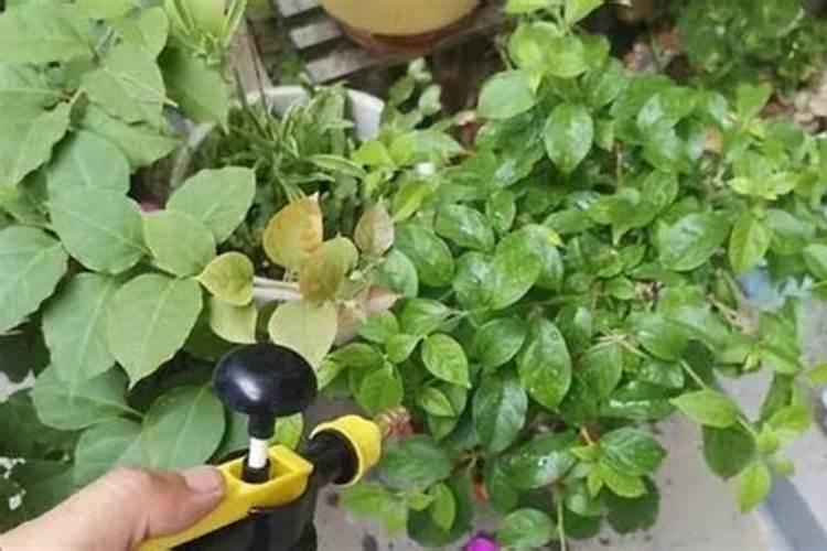 自制花肥有异味？!7个小窍门解决你的大烦恼