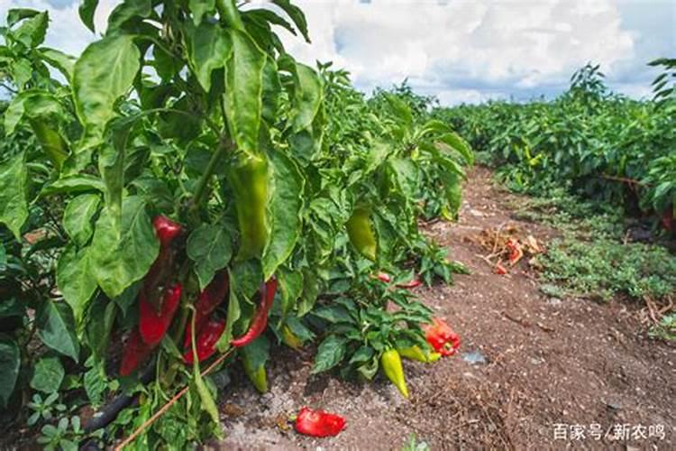 糖精喷施西瓜叶面能增甜吗为什么？