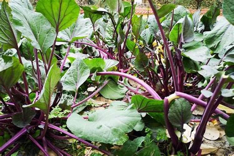 沂水坤达生物公司怎么样啊