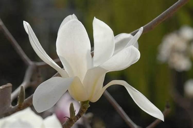 白玉兰怎么施肥