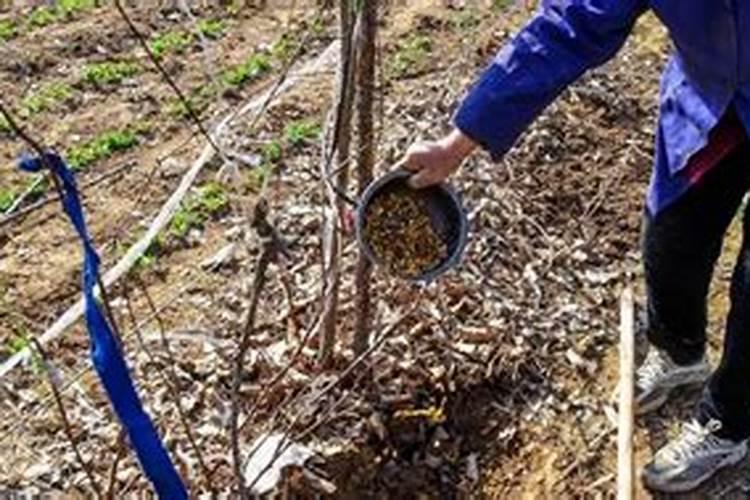 请问二胺是钾肥还是磷肥啊？