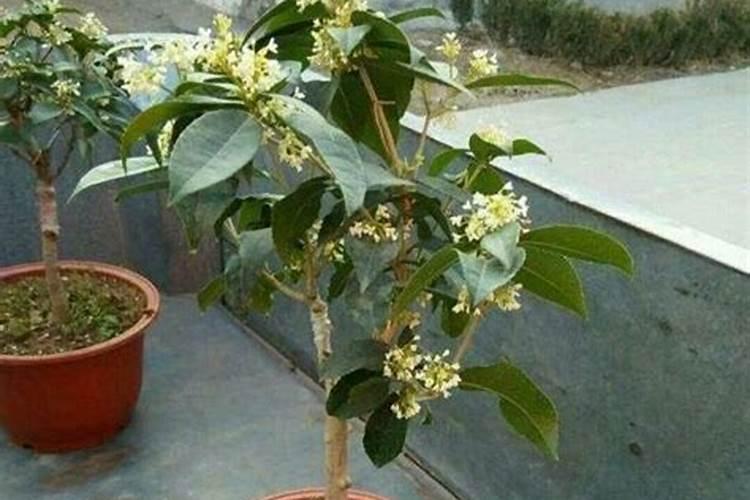 桂花树干叶是怎么回事？怎么治疗？